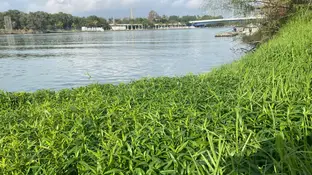 La lagunilla, una nueva especie invasora en el Guadalquivir La lagunilla, una nueva especie invasora en el Guadalquivir