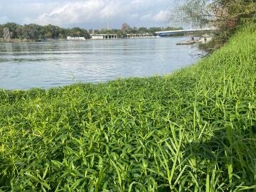 La lagunilla, una nueva especie invasora en el Guadalquivir