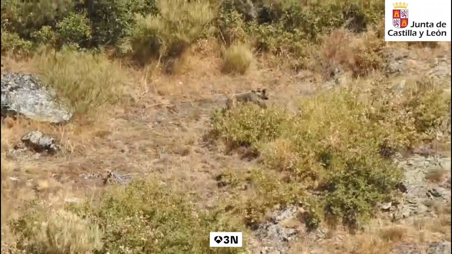 Campa&ntilde;a para la convivencia con los osos en Le&oacute;n