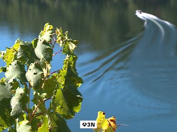 La Ribeira Sacra ha sido el escenario escogido para poner a prueba un proyecto piloto de uso de drones en carga en la vendimia
