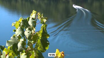 La Ribeira Sacra ha sido el escenario escogido para poner a prueba un proyecto piloto de uso de drones en carga en la vendimia