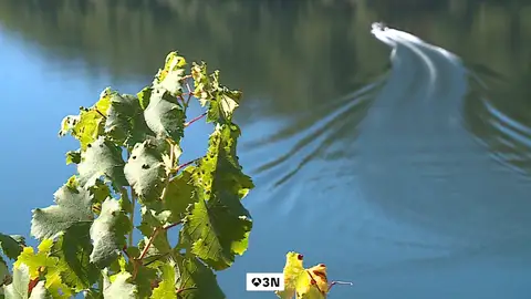 La Ribeira Sacra ha sido el escenario escogido para poner a prueba un proyecto piloto de uso de drones en carga en la vendimia La Ribeira Sacra ha sido el escenario escogido para poner a prueba un proyecto piloto de uso de drones en carga en la vendimia