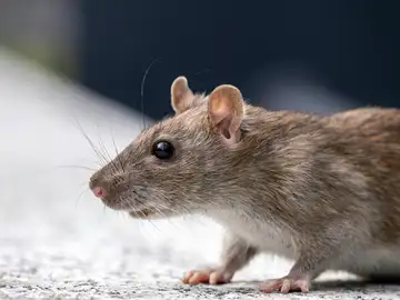 Imagen de una rata. Imagen de una rata.