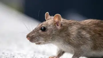 Imagen de una rata. Imagen de una rata.
