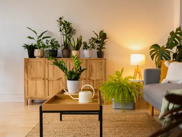 Un hogar decorado con plantas Un hogar decorado con plantas