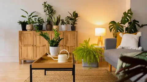 Un hogar decorado con plantas Un hogar decorado con plantas