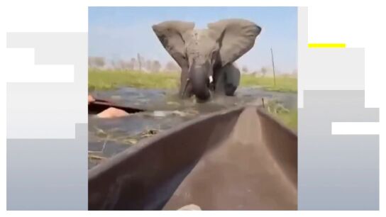Ataque de elefante 