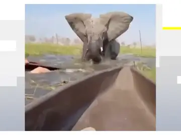 Ataque de elefante Ataque de elefante