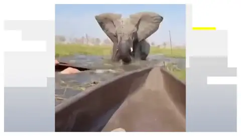 Ataque de elefante Ataque de elefante