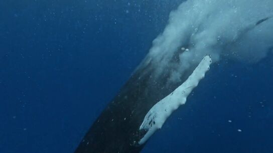 BALLENAS