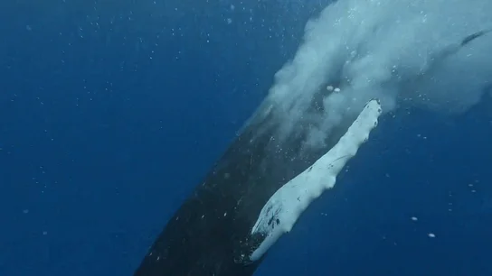 BALLENAS BALLENAS