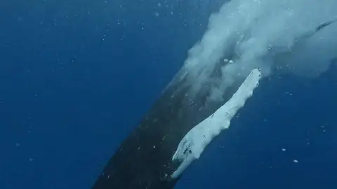 BALLENAS BALLENAS
