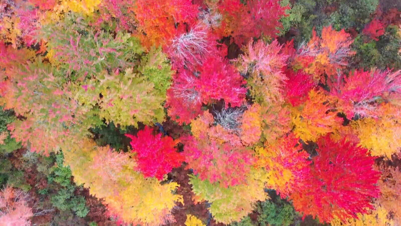 El otoño será seco y caluroso: ¿para qué sirven los colores rojo, amarillo y naranja de las hojas? 