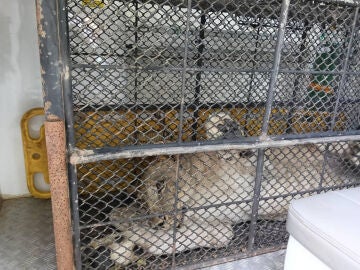 Imagen de la Leona en casa de Parinya Parkpoom 