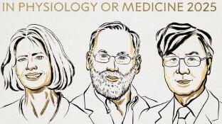 Nobel de Medicina 2025 premia a Brunkow, Ramsdell y Sakaguchi