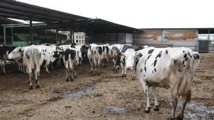 Inmovilizadas hasta el d&iacute;a 20 por la Dermatosis Nodular las ganader&iacute;as c&aacute;ntabras que fueron al concurso de Gij&oacute;n