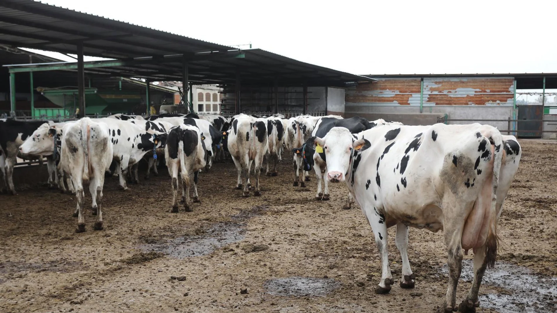 Inmovilizadas hasta el día 20 por la Dermatosis Nodular las ganaderías cántabras que fueron al concurso de Gijón Inmovilizadas hasta el día 20 por la Dermatosis Nodular las ganaderías cántabras que fueron al concurso de Gijón
