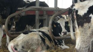 El proyecto investiga sobre el papel que puedan desempe&ntilde;ar los diferentes sistemas de producci&oacute;n ganadera de Arag&oacute;n en la aparici&oacute;n de la resistencia antimicrobiana en pat&oacute;genos que afectan a la salud humana.REMITIDA / HANDOUT por GOBIERNO DE ARAG&Oacute;NFotograf&iacute;a remitida a medios de comunicaci&oacute;n exclusivamente para ilustrar la noticia a la que hace referencia la imagen, y citando la procedencia de la imagen en la firma08/10/2025