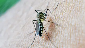 Mosquito portador del virus del Nilo Mosquito portador del virus del Nilo
