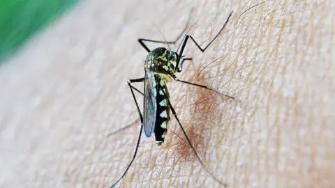 Mosquito portador del virus del Nilo. Mosquito portador del virus del Nilo.