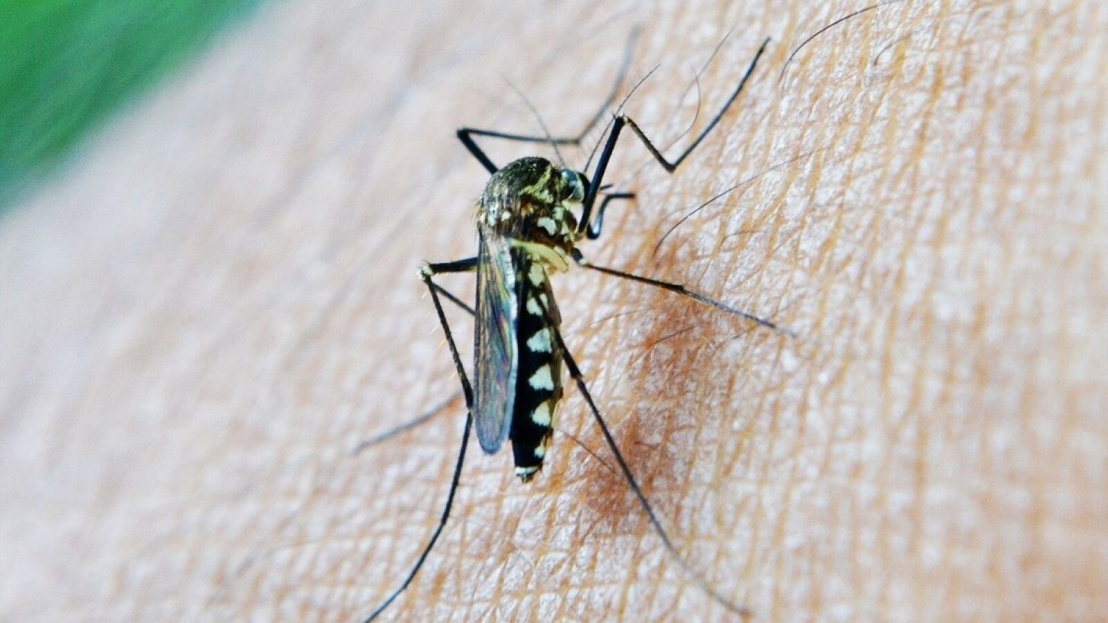 Declarada zona de alerta a un barrio y a dos municipios andaluces tras detectar mosquitos con virus del Nilo