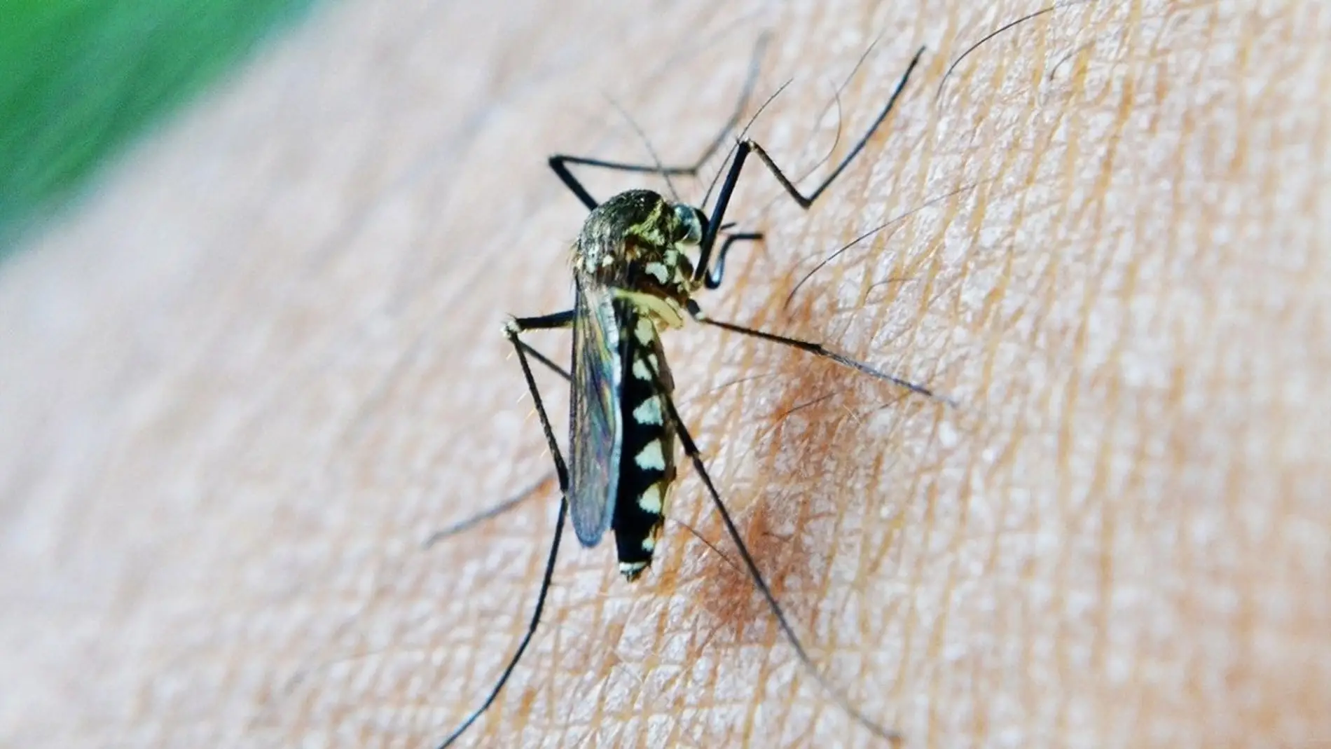 Mosquito portador del virus del Nilo Mosquito portador del virus del Nilo