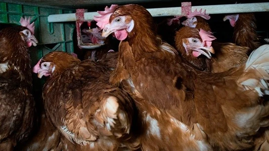 Igualdad Animal denuncia que sólo el 18% de hoteles se abastecen al 100% con huevos de gallinas criadas fuera de jaulas Igualdad Animal denuncia que sólo el 18% de hoteles se abastecen al 100% con huevos de gallinas criadas fuera de jaulas. REMITIDA / HANDOUT por IGUALDAD ANIMAL Fotografía remitida a medios de comunicación exclusivamente para ilustrar la noticia a la que hace referencia la imagen, y citando la procedencia de la imagen en la firma 10/10/2025