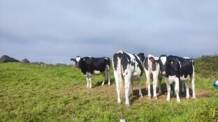 Asturias suspende las ferias ganaderas y cierra el mercado de La Pola por la expansi&oacute;n de la dermatosis nodular