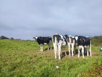 Asturias suspende las ferias ganaderas y cierra el mercado de La Pola por la expansión de la dermatosis nodular