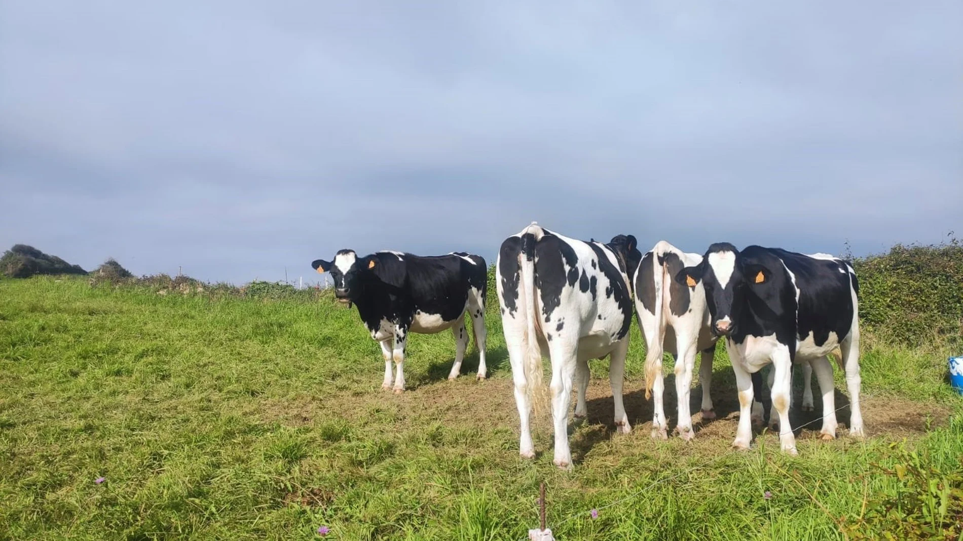 Asturias suspende las ferias ganaderas y cierra el mercado de La Pola por la expansión de la dermatosis nodular Asturias suspende las ferias ganaderas y cierra el mercado de La Pola por la expansión de la dermatosis nodular