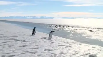 Efemérides de hoy 28 de octubre de 2025: Acuerdo para la creación del mayor área marina protegida en el mar de Ross Efemérides de hoy 28 de octubre de 2025: Acuerdo para la creación del mayor área marina protegida en el mar de Ross