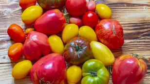 Tipos de tomates