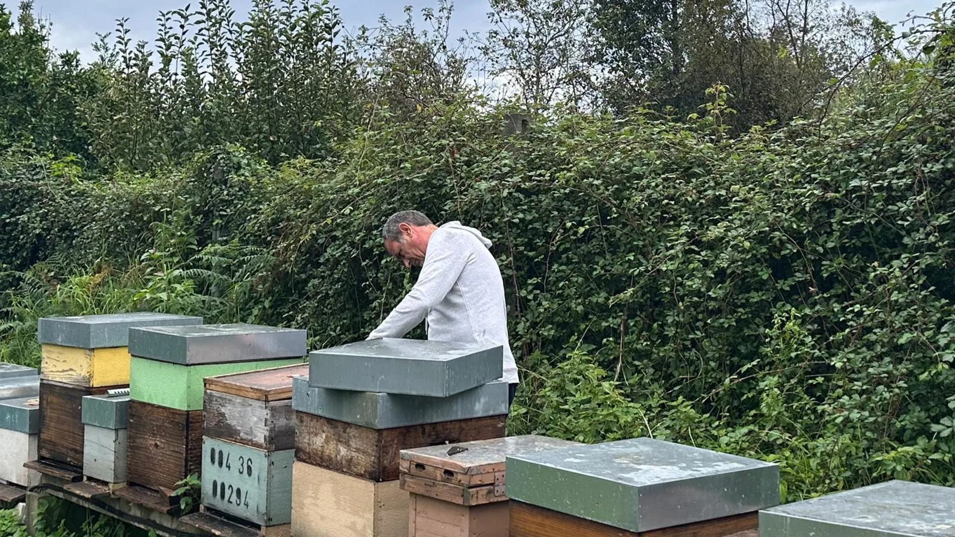 José María Bello, apicultor y parte de la directiva de la Asociación Galega de Apicultura José María Bello, apicultor y parte de la directiva de la Asociación Galega de Apicultura