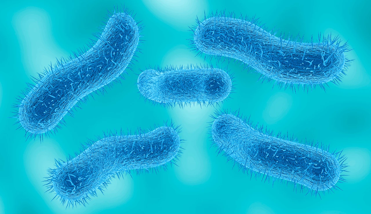 Bacteria Shigella