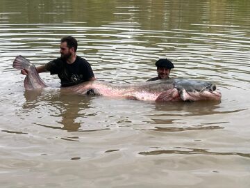 El Siluro más largo