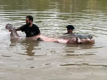 El Siluro más largo El Siluro más largo