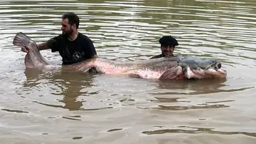 El Siluro más largo El Siluro más largo