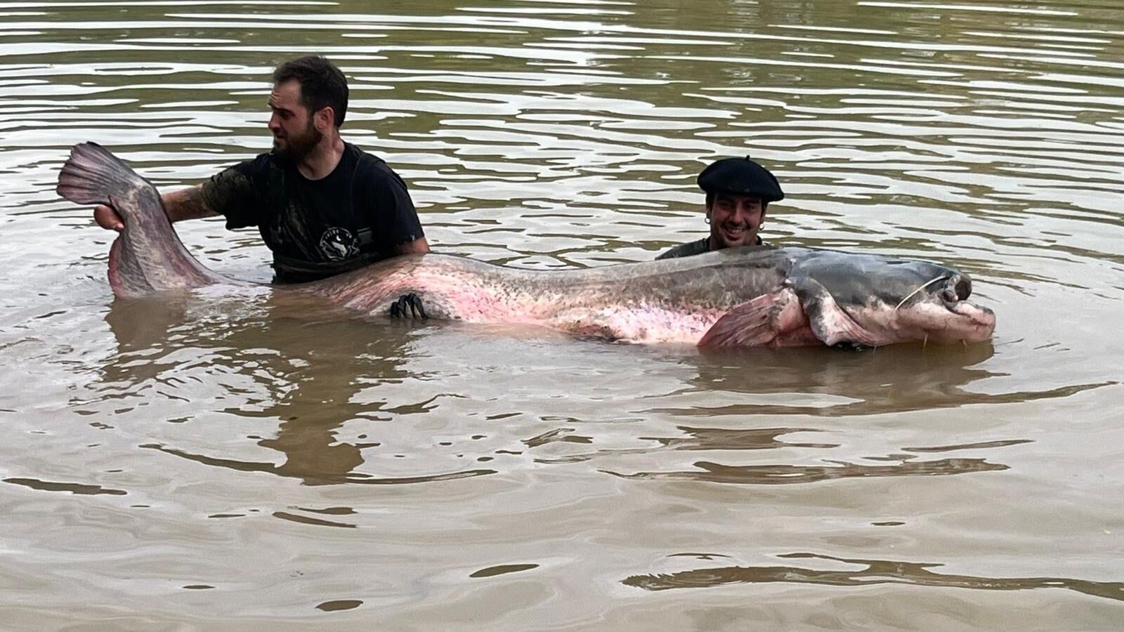 Pescan un siluro de 2,81 metros en el Río Ebro, el más grande capturado nunca en España 