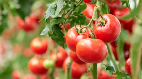 Tomate rojo clásico