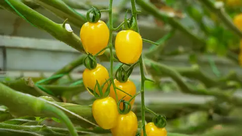 Tomate amarillo Tomate amarillo