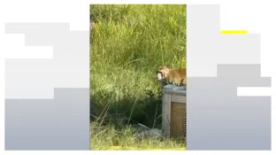 En busca y captura al menos tres de los monos infectados por un virus de laboratorio 