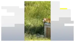 En busca y captura al menos tres de los monos infectados por un virus de laboratorio En busca y captura al menos tres de los monos infectados por un virus de laboratorio