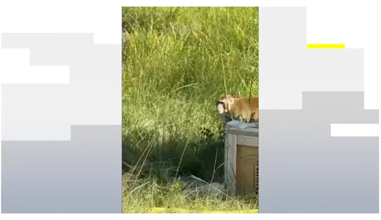 En busca y captura al menos tres de los monos infectados por un virus de laboratorio