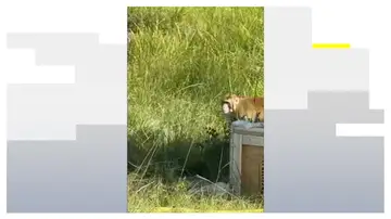 En busca y captura al menos tres de los monos infectados por un virus de laboratorio  En busca y captura al menos tres de los monos infectados por un virus de laboratorio