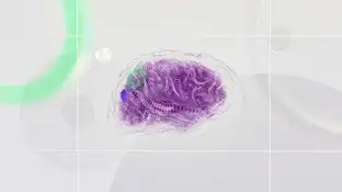 Imagen de un cerebro humano Imagen de un cerebro humano