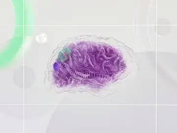 Imagen de un cerebro humano Imagen de un cerebro humano