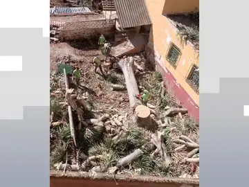 Indignación en Tenerife por la tala de un drago, un árbol centenario protegido Indignación en Tenerife por la tala de un drago, un árbol centenario protegido