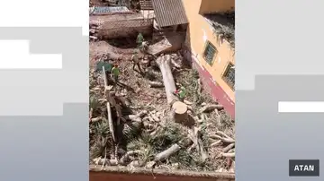 Indignación en Tenerife por la tala de un drago, un árbol centenario protegido Indignación en Tenerife por la tala de un drago, un árbol centenario protegido