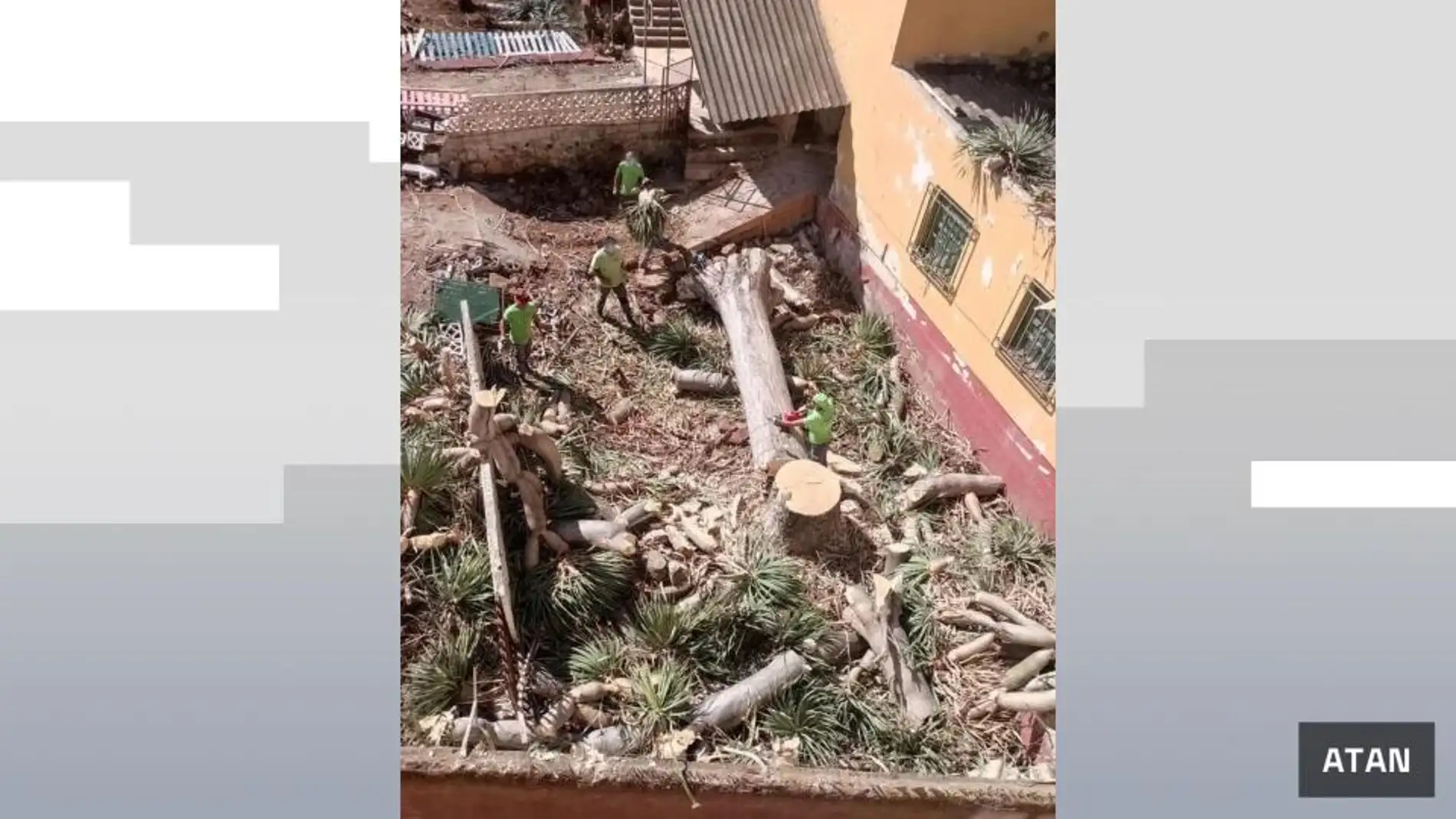 Indignación en Tenerife por la tala de un drago, un árbol centenario protegido Indignación en Tenerife por la tala de un drago, un árbol centenario protegido