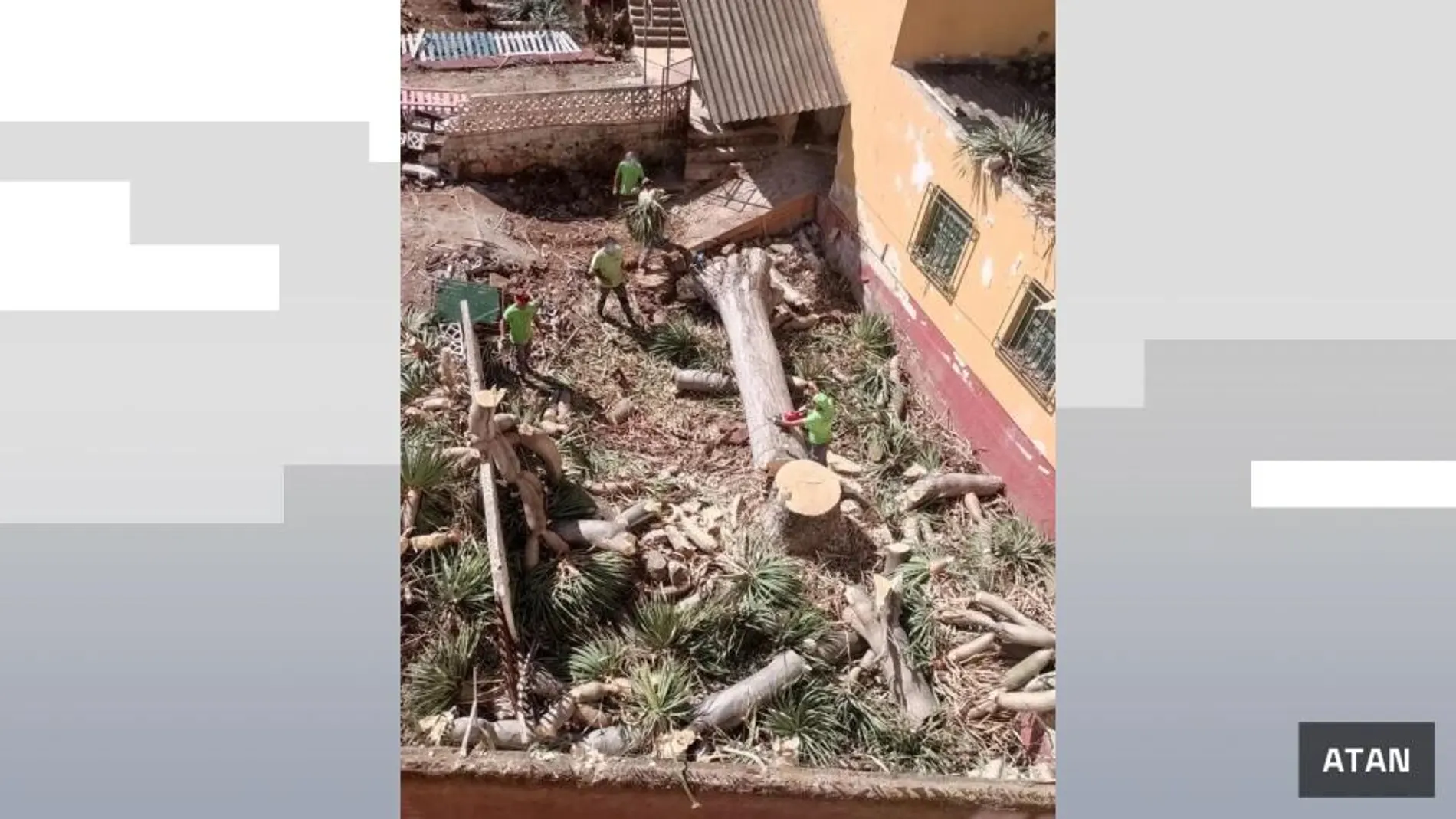 Indignación en Tenerife por la tala de un drago, un árbol centenario protegido Indignación en Tenerife por la tala de un drago, un árbol centenario protegido